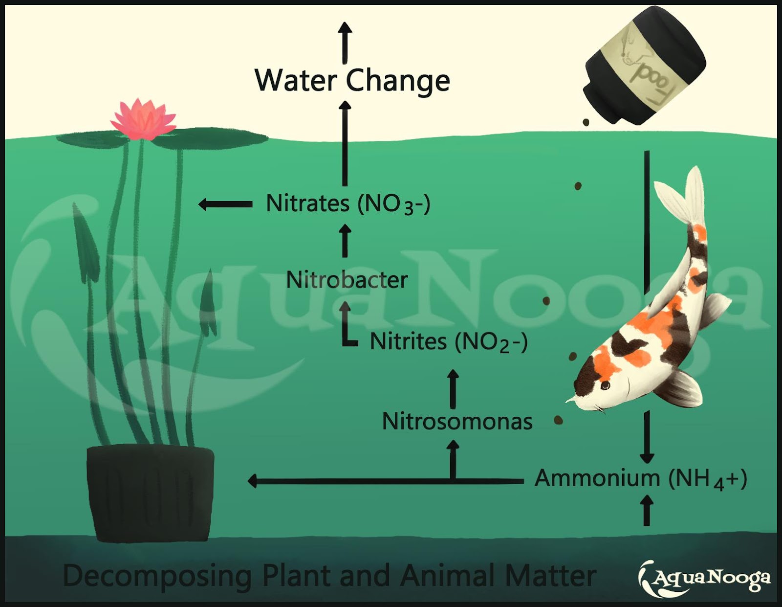 final-nitrogen-cycle-with-watermark.jpg