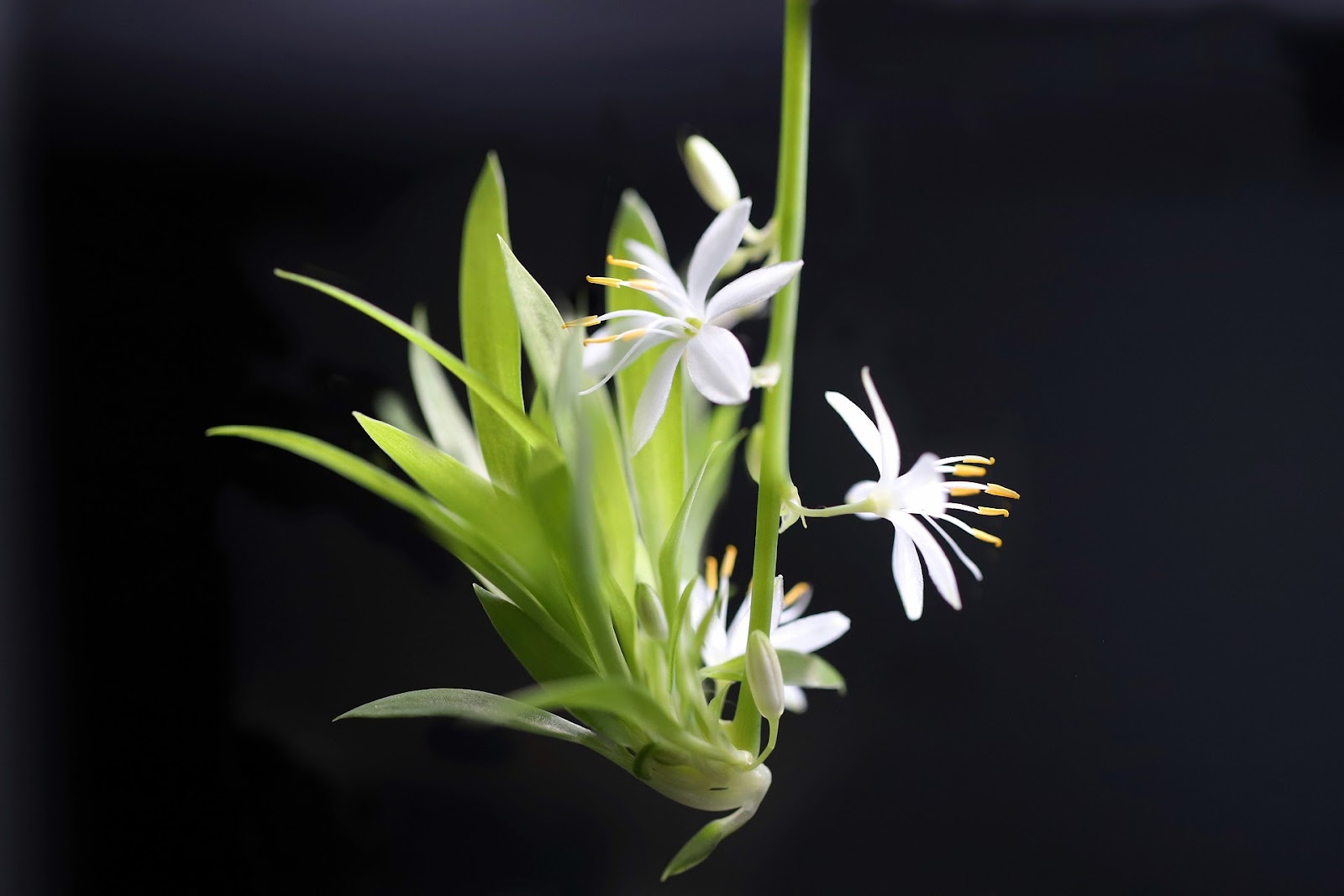 Propagating Spider Plants