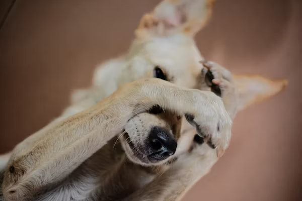 White dog with paw over snout