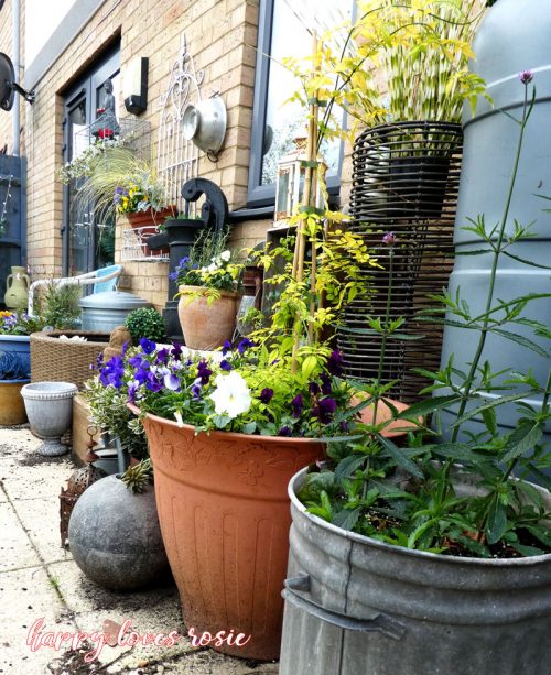 winter flowering plants