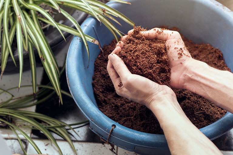 Best Soil for Indoor Plants