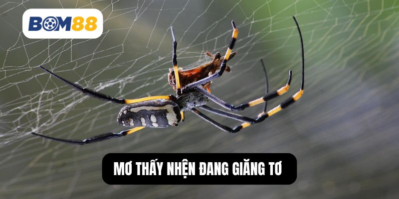 Mơ thấy nhện đang giăng tơ dự báo bạn sẽ nhận được một khoản tiền lớn