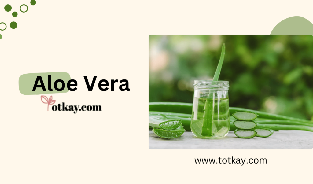 Aloe Vera