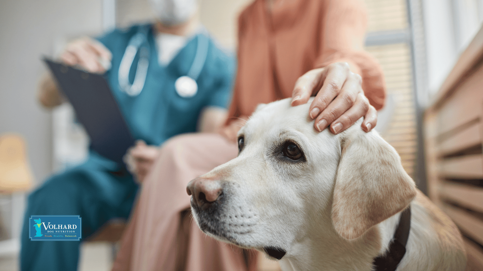 This image depicts a Labrador being pet on the head by parent while receiving veterinary care