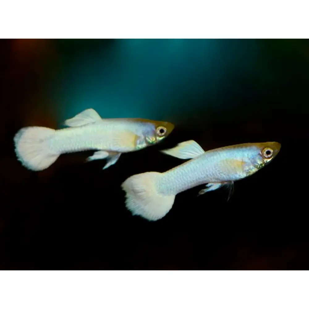 Snow White Guppy Male for Sale - Stunning Freshwater Fish