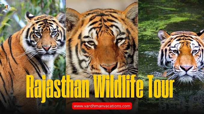 Rajasthan Wildlife Tour: Explore Nature and Adventure