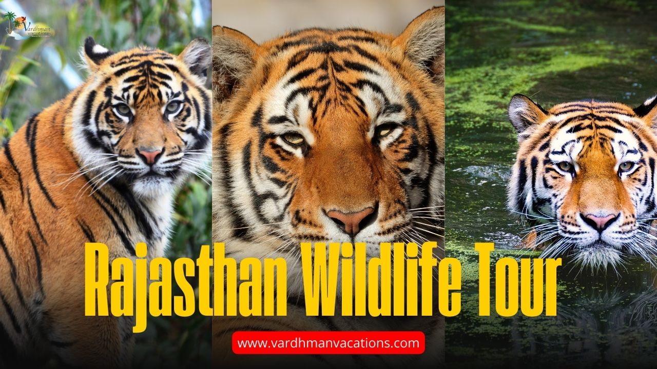 Rajasthan Wildlife Tour