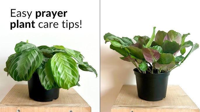 Care Tips for Prayer Plants