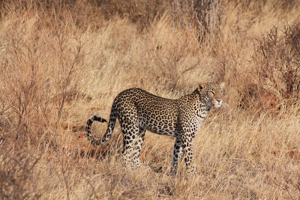 Selective Focus Photography of Leopard