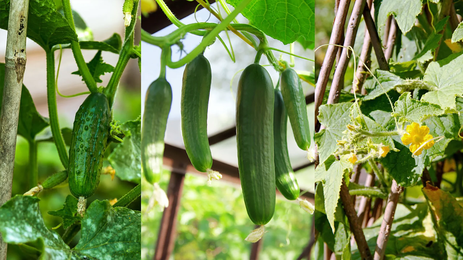 Organic pest and disease control for cucumbers