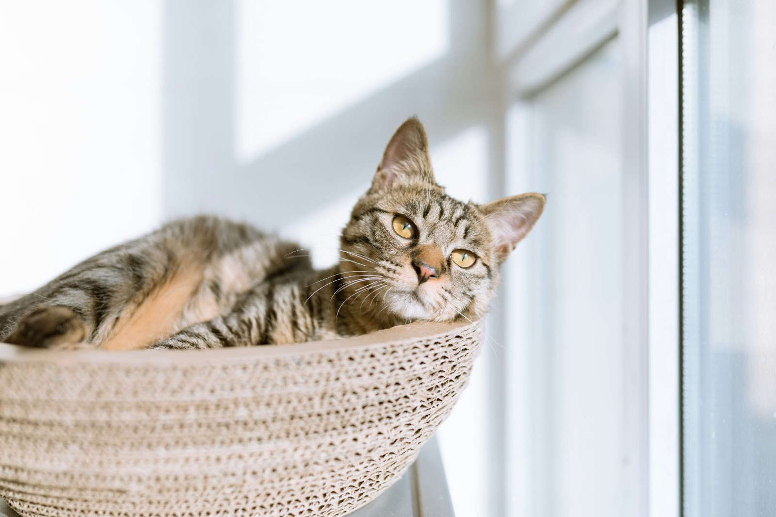 爪研ぎの中で寝ているキジトラの猫