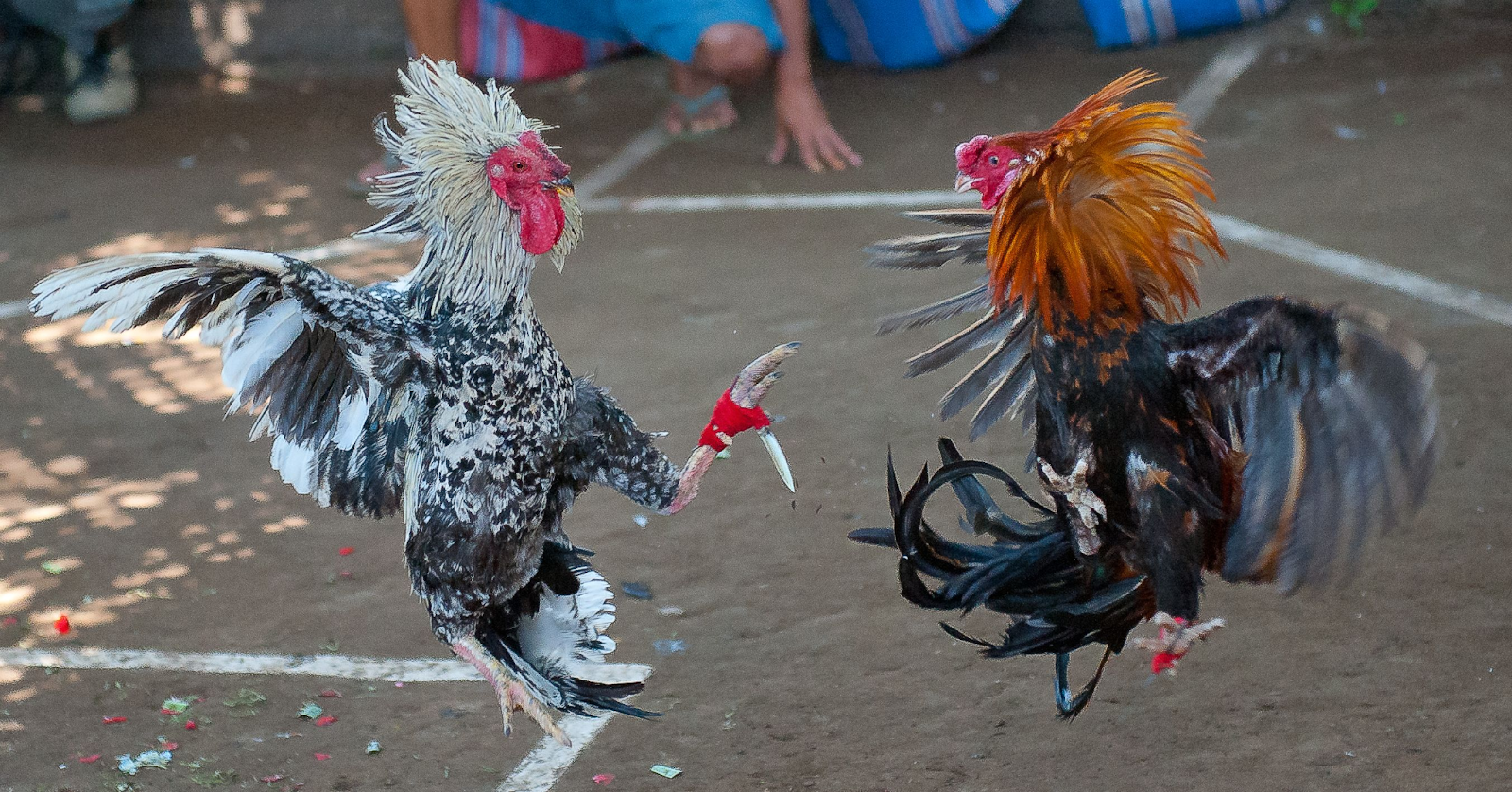 nhà cái đá gà trực tuyến