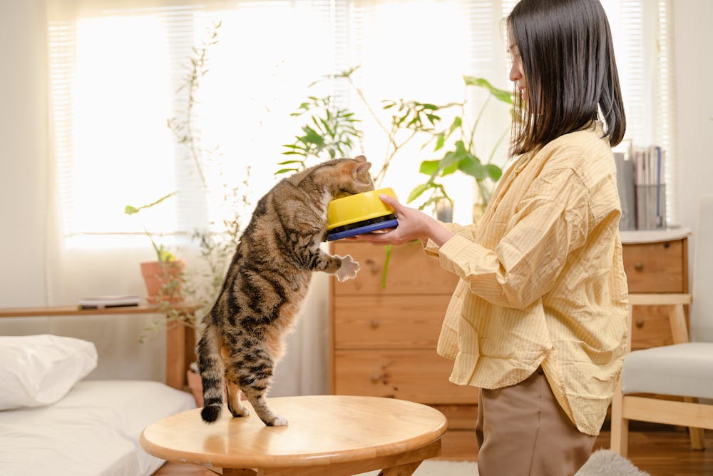 An Asian woman cat owner giving food to her cute domestic