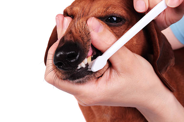 How to Brush a Dog's Teeth at Home?