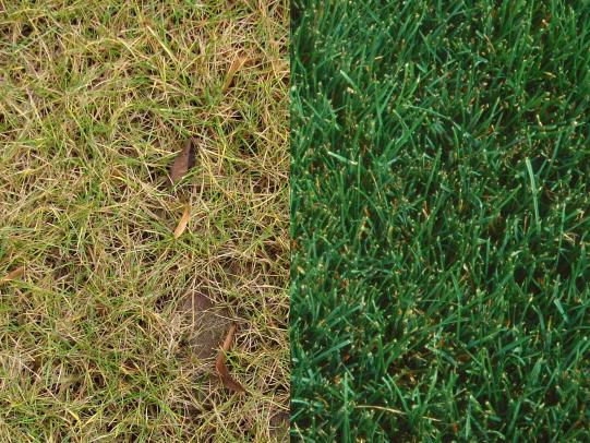 Unfertilized Lawn Vs. Fertilized Lawn