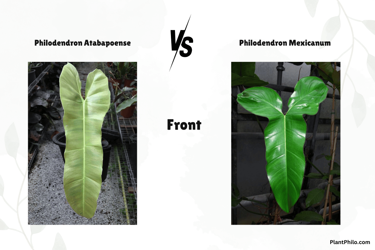 Philodendron Atabapoense vs. Mexicanum frontside