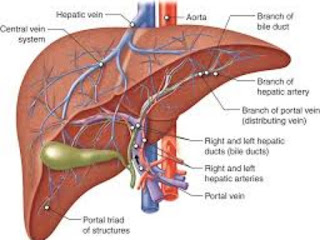 Fatty -Liver - Disease:-  Symptoms, - Treatment, - and - Precautions