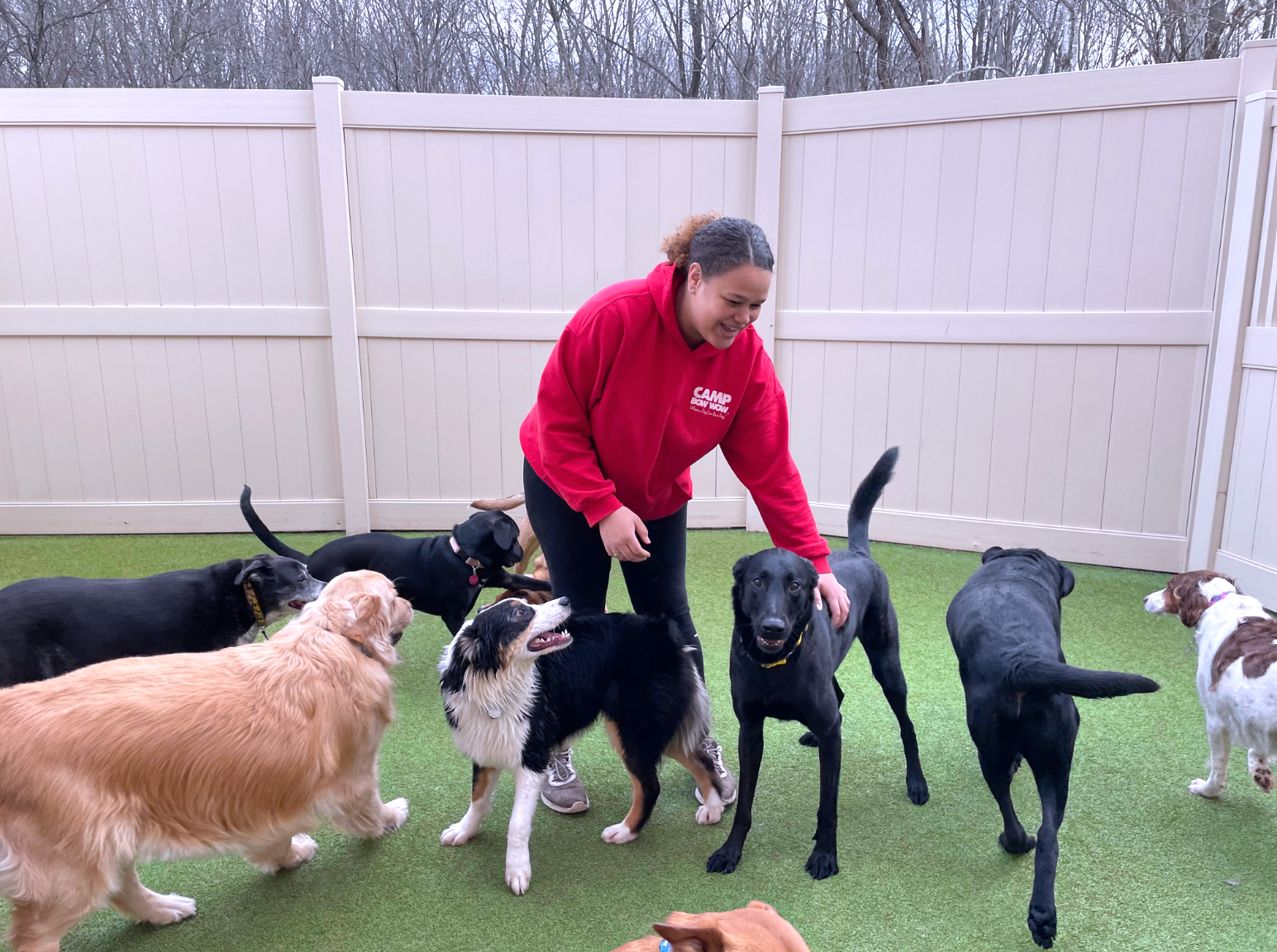 Dogs in spacious outdoor play yard socializing with day care staff member..