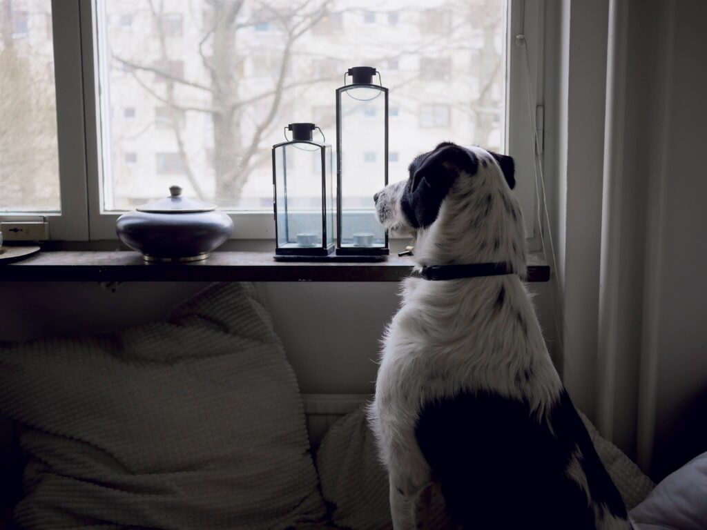 cane ansioso