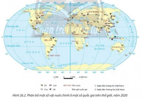 BÀI 26: ĐỊA LÍ NGÀNH NÔNG NGHIỆP, LÂM NGHIỆP, THỦY SẢNI. ĐỊA LÍ NGÀNH NÔNG NGHIỆP1. Ngành trồng trọtCâu 1: Dựa vào thông tin trong bài và những hiểu biết của bản thân, em hãy:- Nêu vai trò của ngành trồng trọt.- Trình bày đặc điểm của ngành trồng trọt.Gợi ý đáp án:* Vai trò của ngành trồng trọt: là ngành quan trọng trong nông nghiệp - Góp phần khai thác hiệu quả các lợi thế sẵn có của mỗi vùng, quốc gia. - Cung cấp lương thực - thực phẩm cho người dân.* Đặc điểm của ngành trồng trọt: - Đối tượng sản xuất chính: cây trồng. - Tư liệu sản xuất chủ yếu: đất trồng. - Ngành trồng trọt có tính mùa vụ. - Có sự thay đổi về hình thức tổ chức sản xuất và phương thức sản xuất Câu 2: Dựa vào hình 26. 1, bảng 26. 1, bảng 26.2, thông tin trong bài và những hiểu biết của bản thân, em hãy trình bày và giải thích sự phân bố một số cây trồng chính trên thế giới.Gợi ý đáp án:- Lúa gạo: Trung Quốc, Ấn Độ, In-đô-nê-xi-a, Băng-la-đét (Bangladesh), Việt Nam, Thái Lan,...=> Giải thích: Cây lương thực chính của miền nhiệt đới (đặc biệt là châu Á gió mùa).- Lúa mì: Trung Quốc, Ấn Độ, Liên bang Nga, Hoa Kỳ, Pháp, Ca-na-da,..=> Giải thích: Thích hợp ở miền ôn đới và cận nhiệt.- Ngô: Hoa Kỳ, Trung Quốc, Bra-xin, Ác-her-ti-na, U-crai-na, In-đô-nê-xi-a,...=> Giải thích: Thích hợp ở miền nhiệt đới, cận nhiệt và ôn đới nóng.- Mía: Bra-xin, Ấn Độ, Trung Quốc, Thái Lan, Pa-ki-xtan (Pakistan),...=> Giải thích: thích hợp ở miền nhiệt đới.2. Ngành chăn nuôiCâu 3: Dựa vào thông tin trong bài và những hiểu biết của bản thân, em hãy:- Nêu vai trò của ngành chăn nuôi.- Trình bày đặc điểm của ngành chăn nuôi.Gợi ý đáp án:* Vai trò của ngành chăn nuôi: là ngành quan trọng trong nền nông nghiệp hiện đại. - Cung cấp nguồn thực phẩm dinh dưỡng cao (thịt, trứng, sữa). - Là nguyên liệu cho ngành công nghiệp sản xuất hàng tiêu dùng, công nghiệp thực phẩm  - Là mặt hàng xuất khẩu có giá trị.* Đặc điểm của ngành chăn nuôi: - Phụ thuộc chặt chẽ vào cơ sở nguồn thức ăn: cơ sở nguồn thức ăn chăn nuôi đã có những tiến bộ vượt bậc nhờ cải tạo đồng cỏ tự nhiên, phát triển cỏ trồng, nguồn thức ăn được chế biến bằng phương pháp công nghiệp,... - Hình thức chăn nuôi: đa dạng như chăn nuôi chăn thả, chăn nuôi nửa chuồng trại, chăn nuôi chuồng trại và chăn nuôi công nghiệp.  - Ứng dụng thành tựu khoa học - kĩ thuật và công nghệ vào trong chăn nuôi 2. Ngành chăn nuôiCâu 4: Dựa vào hình 26. 2, bảng 26. 3 và những hiểu biết của bản thân, em hãy trình bày và giải thích sự phân bố một số vật nuôi chính trên thế giới.Gợi ý đáp án:- Bò: các nước sản xuất nhiều thịt và sữa bò là Hoa Kỳ, Bra-xin, các nước EU, Trung Quốc, Ác-hen-ti-na,...=> Giải thích: vì bò thích nghỉ đa dạng với điều kiện môi trường nên được nuôi phổ biến ở nhiều nước thuộc vùng ôn đới, cận nhiệt và nhiệt đới để dễ lấy thịt, sữa,...- Lợn: Trung Quốc, Hoa Kỳ, Bra-xin, Việt Nam, Tây Ban Nha, CHLB Đức,...=> Giải thích: vì lợn thích nghi với các điều kiện môi trường, việc chăn nuôi lợn phụ thuộc chặt chẽ vào cơ sở thức ăn.II. ĐỊA LÍ NGÀNH LÂM NGHIỆP1. Vai trò và đặc điểmCâu 5: Dựa vào thông tin trong bài và những hiểu biết của bản thân, em hãy trình bày vai trò và đặc điểm của ngành lâm nghiệp.Gợi ý đáp án:* Vai trò của ngành lâm nghiệp: - Cung cấp nguồn lâm sản phục vụ cho các nhu cầu của xã hội. - Đảm bảo chức năng nghiên cứu khoa học. - Đảm nhận chức năng phòng hộ, bảo vệ môi trường sống và cảnh quan.* Đặc điểm của ngành lâm nghiệp: - Lâm nghiệp gồm hoạt động trồng và bảo vệ rừng, khai thác gỗ và lâm sản khác. - Lâm nghiệp có đối tượng sản xuất là rừng nên cần thời gian sinh trưởng từ hàng chục đến hàng trăm năm.  - Quá trình sinh trưởng tự nhiên của rừng đóng vai trò quyết định trong sản xuất lâm nghiệp. - Sản xuất lâm nghiệp được tiến hành trên quy mô rộng, chủ yếu hoạt động ngoài trời và trên những địa bàn có điều kiện tự nhiên đa dạng.2. Phân bố sản xuất lâm nghiệp trên thế giớiCâu 6: Dựa vào bảng 26.4, thông tin trong bài và những hiểu biết của bản thân, em hãy trình bày sự phân bố lâm nghiệp trên thế giới.Gợi ý đáp án:+ Diện tích rừng trên thế giới ngày càng suy giảm, đang đe doạ đến sự phát triển bền vững của ngành lâm nghiệp và môi trường toàn cầu. + Rừng trồng đã trở thành nguồn tài nguyên quan trọng để phục vụ cho ngành công nghiệp gỗ, lấy củi, phòng hộ, bảo tồn đa dạng sinh học,... ở một số quốc gia + Các quốc gia có diện tích rừng trồng lớn trên thế giới là Trung Quốc, Ấn Độ, Hoa Kỳ, Liên bang Nga,... III. ĐỊA LÍ NGÀNH THỦY SẢN1. Vai trò và đặc điểmCâu 7: Dựa vào thông tin trong bài và những hiểu biết của bản thân, em hãy trình bày vai trò và đặc điểm của ngành thủy sản.Gợi ý đáp án:* Vai trò của ngành thủy sản:-  Là nguồn cung cấp thực phẩm cho con người.- Cung cấp nguyên liệu cho công nghiệp thực phẩm, dược phẩm và là mặt hàng xuất khẩu có giá trị. - Giải quyết việc làm, tăng thu nhập cho người dân.* Đặc điểm của ngành thủy sản: - Bao gồm nuôi trồng, đánh bắt, chế biến và dịch vụ thuỷ sản. - Diện tích mặt nước và chất lượng nguồn nước là tư liệu sản xuất quan trọng khôngthể thay thế được. - Sản xuất thuỷ sản có tính hỗn hợp và tính liên ngành cao. - Công nghệ nuôi trồng và khai thác thuỷ sản ngày càng hiện đại góp phần làm tăng hiệu quả sản xuất, đồng thời bảo vệ nguồn lợi thuỷ sản.2. Phân bố sản xuất thủy sản trên thế giớiCâu 8: Dựa vào hình 26.3, thông tin trong bài và những hiểu biết của bản thân, em hãy nhận xét và giải thích sự phân bố thủy sản trên thế giới.Gợi ý đáp án:Sự phân bố thủy sản trên thế giới:Các nước có sản lượng khai thác thuỷ sản hàng đầu thế giới là Trung Quốc, In-đô-nê-xi-a, Pê-ru, Hoa Kỳ, Ấn Độ,...=> Giải thích: do ngư trường khai thác ngày càng được mở rộng, công nghệ khai thác được cải tiến để đáp ứng nhu cầu ngày càng cao của xã hội. LUYỆN TẬPCâu 1: Hãy so sánh đặc điểm của ngành trồng trọt và chăn nuôi.Gợi ý đáp án:* Vai trò của ngành chăn nuôi: là ngành quan trọng trong nền nông nghiệp hiện đại. - Cung cấp nguồn thực phẩm dinh dưỡng cao (thịt, trứng, sữa). - Là nguyên liệu cho ngành công nghiệp sản xuất hàng tiêu dùng* Đặc điểm của ngành chăn nuôi: - Đối tượng sản xuất chính: vật nuôi. - Hình thức chăn nuôi: đa dạng như chăn nuôi chăn thả, chăn nuôi nửa chuồng trại, chăn nuôi chuồng trại và chăn nuôi công nghiệp.  - Phụ thuộc chặt chẽ vào cơ sở nguồn thức ăn.* Vai trò ngành trồng trọt - Cung cấp lương thực - thực phẩm cho người dân. - Cung cấp nguyên liệu cho các ngành công nghiệp chế biến. - Là cơ sở để phát triển chăn nuôi.* Đặc điểm của ngành trồng trọt: - Đối tượng sản xuất chính: cây trồng. - Tư liệu sản xuất chủ yếu: đất trồng. - Ngành trồng trọt có tính mùa vụ.Câu 2: Hãy nêu một số cây trồng và vật nuôi chính của vùng nhiệt đới.Gợi ý đáp án:+ Cây lương thực: lúa, gạo, ngô, sắn, khoai lang... + Cây công nghiệp: cà phê, cao su, hồ tiêu, dừa, bông + Chăn nuôi: trâu, bò, dê, lợn, gà, vịt......VẬN DỤNG