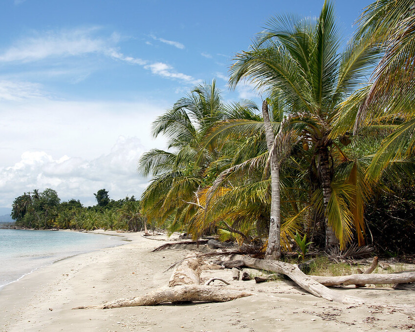 Palm trees along a sandy beach.