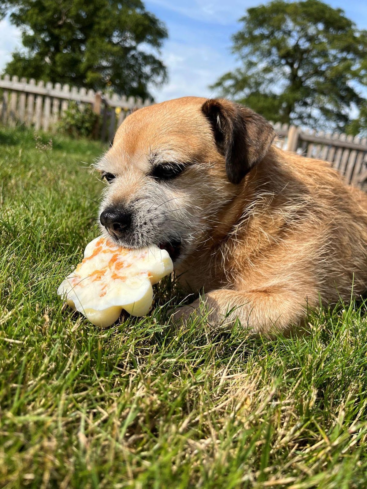 Maisy eating a pawsicle made with a mould from no fuss fill