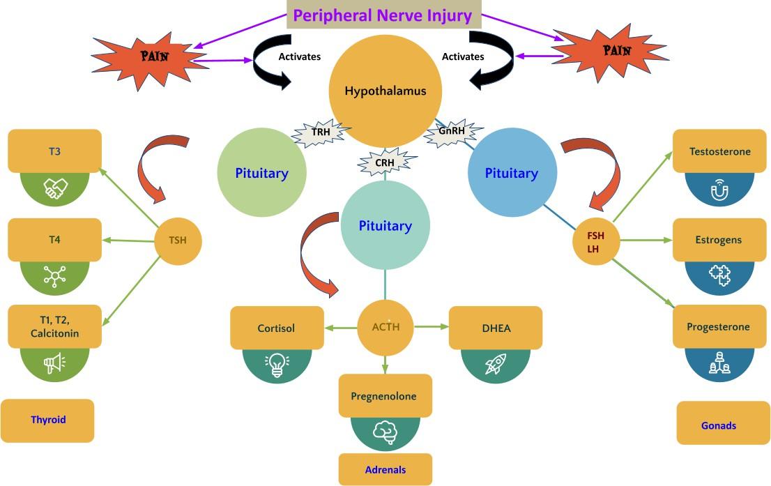 peripheral nerve damage chart