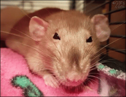 Rat Clenches Fist Of Rage Rat GIF - Rat Clenches Fist Of Rage Rat Clench -  Discover & Share GIFs