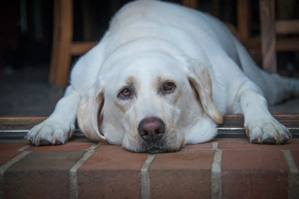 White dog lying down