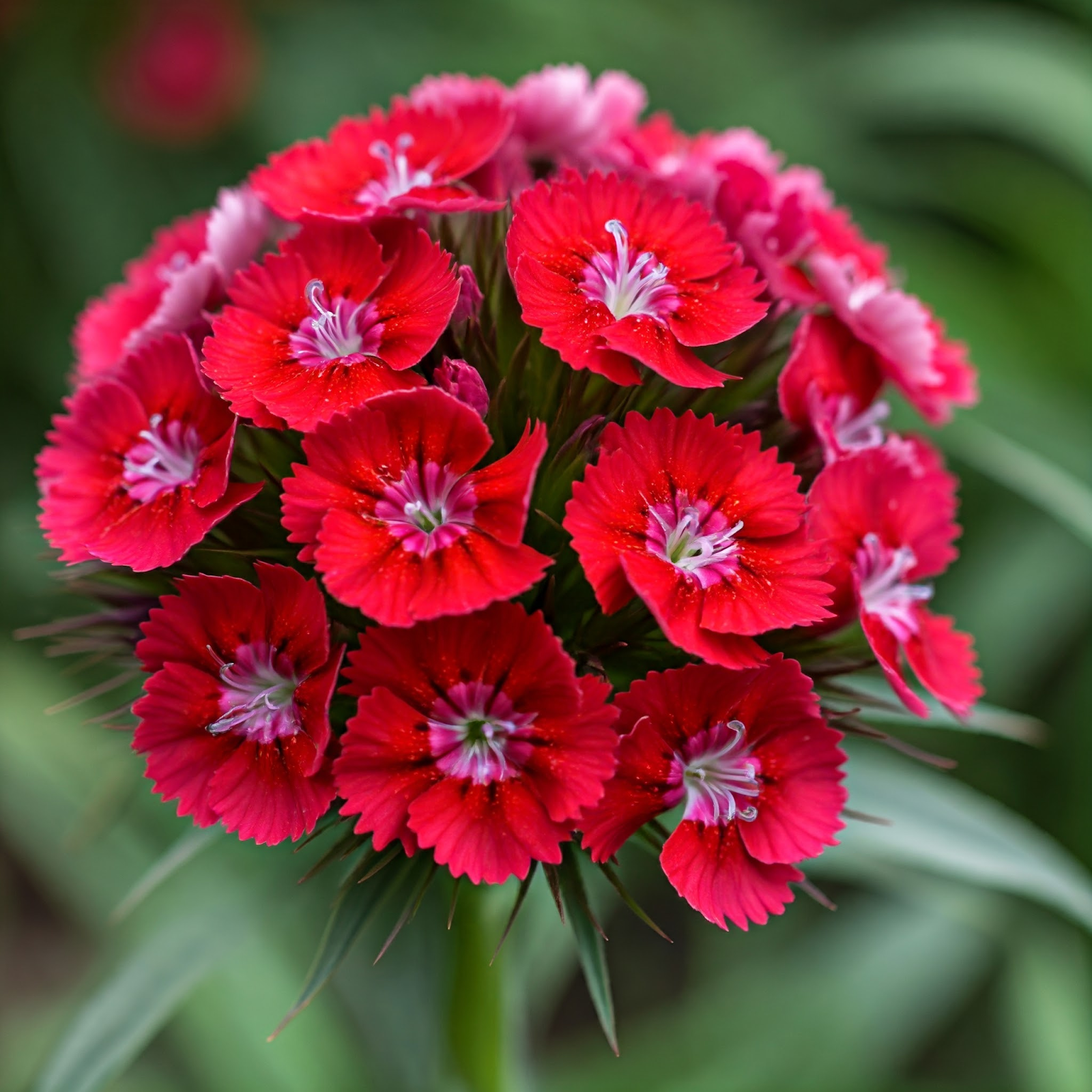 How to Grow Sweet William Flowers: A Comprehensive Guide