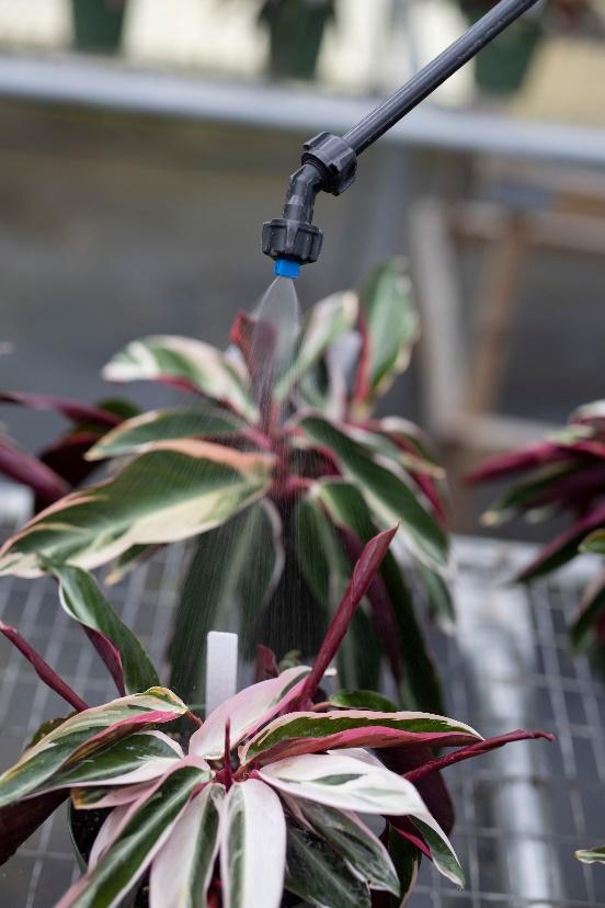 A sprinkler spraying a plant

Description automatically generated