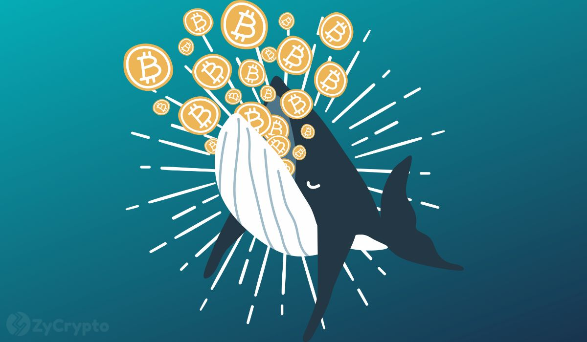 Reports Say Large Bitcoin Holders Added $5.4 Billion in BTC in July 2024 = The Bit Journal