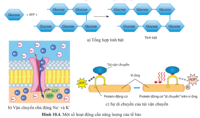 BÀI 10 - SỰ CHUYỂN HÓA NĂNG LƯỢNG VÀ ENZYME