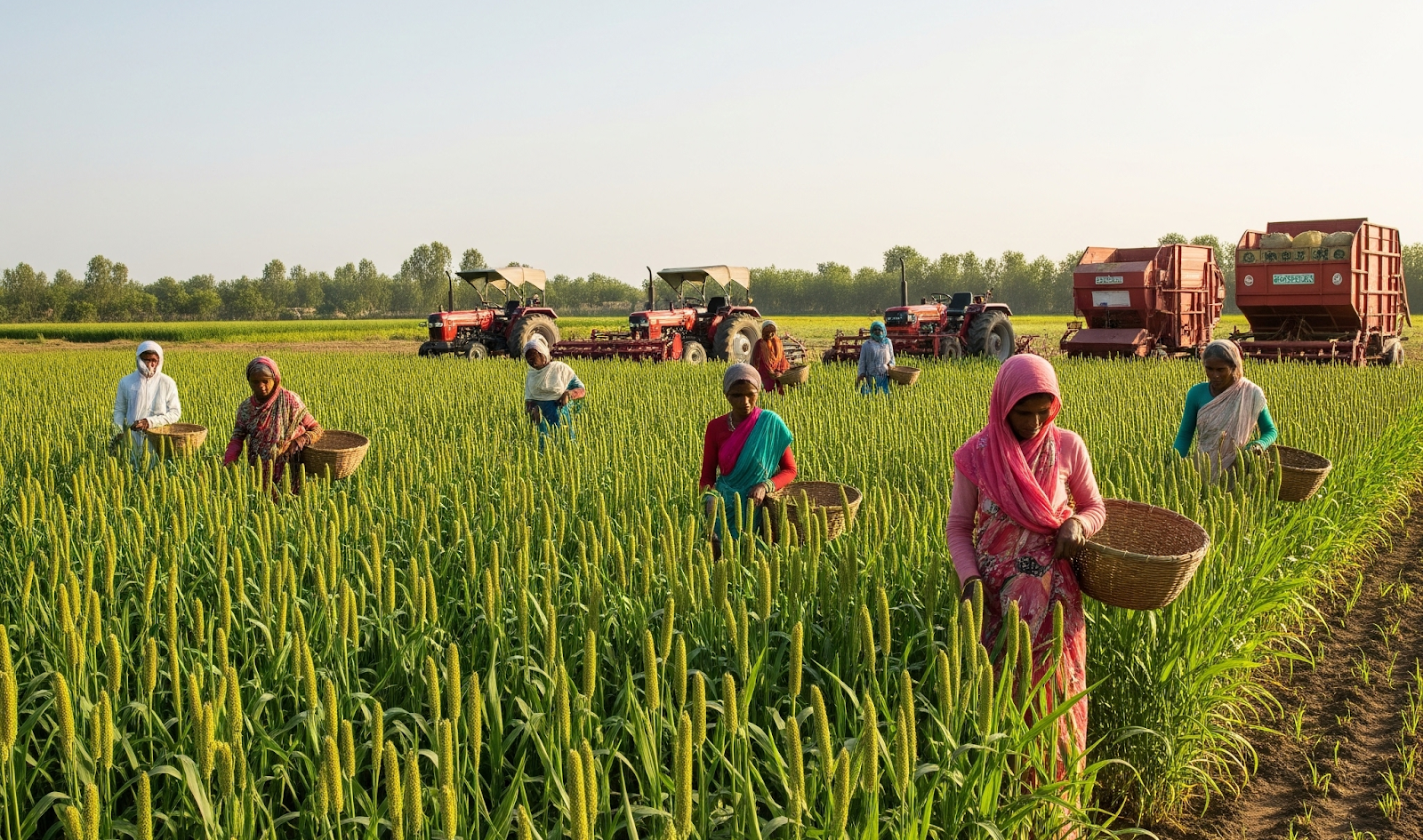 millet farming