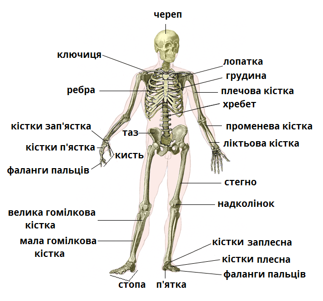 Изображение выглядит как скелет, текст, зарисовка, сустав
Содержимое, созданное искусственным интеллектом, может быть неверным.