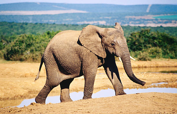 African Elephant