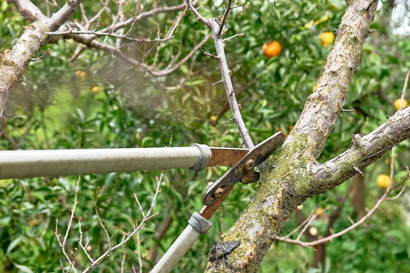 Tree Trimming vs. Tree Pruning — A Comprehensive Guide