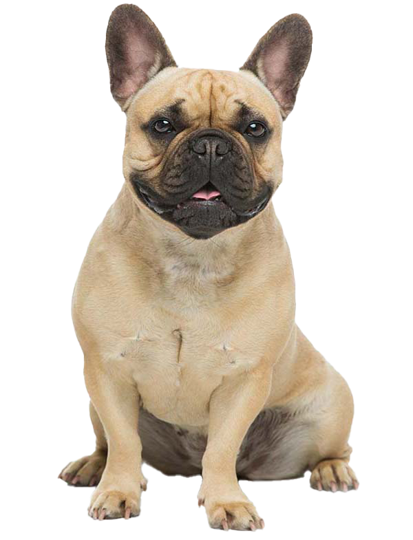 French Bulldog: The Ultimate Guide to This Adorable Breed