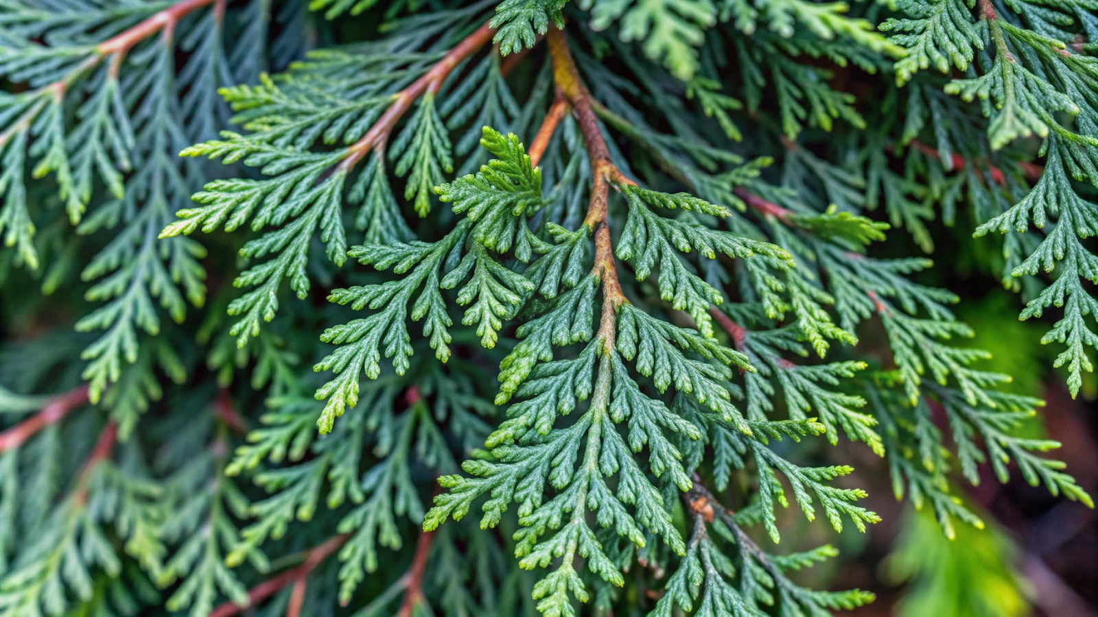 Origem e Características da Planta Cipreste