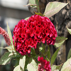 Cockscomb Flower