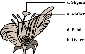 In the figure of a flower given in figure, label the parts whose functions  are given below and give their names. a) The part which contains pollen  grains.b) The part where the