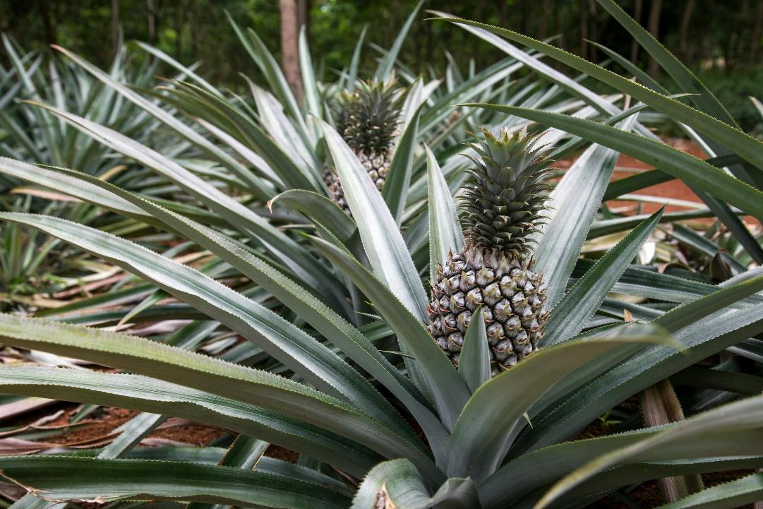 A pineapple growing on a plant

Description automatically generated