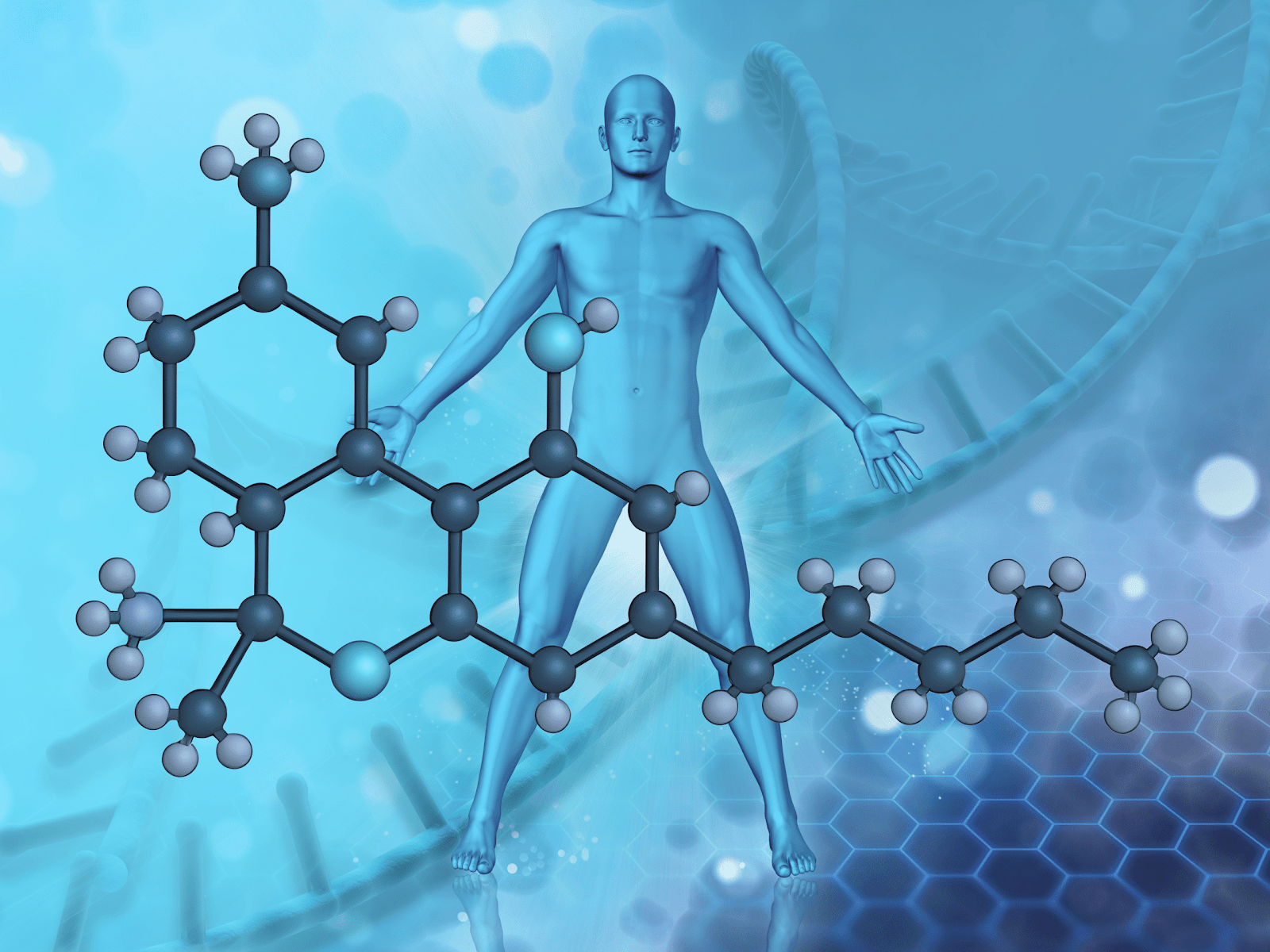 How Tetrahydrocannabinol Interacts with the Body