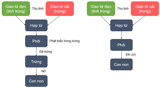 CHỦ ĐỀ 10. SINH SẢN Ở SINH VẬTBÀI 37: SINH SẢN Ở SINH VẬT1. KHÁI NIỆM SINH SẢNCâu 1: Quan sát Hình 37.1 và 37.2, em có nhận xét gì về số lượng bố mẹ tham gia sinh sản, đặc điểm cơ thể con ở sư tử và cây dâu tằm? Lấy ví dụ về sinh sản ở một số loài sinh vật khác.Đáp án chuẩn:Sinh sản ở sư tử gồm 1 bố và 1 mẹ, con sinh ra mang đặc điểm của cả bố lẫn mẹ. Sinh sản ở cây dâu tằm chỉ gồm 1 mẹ, đặc điểm của cây con giống hệt cây mẹ.VD: sinh sản ở dâu tâyCâu 2: Dự đoán hình thức sinh sản ở sư tử và cây dâu tằm.Đáp án chuẩn:Sư tử sinh sản hữu tính, dâu tây sinh sản vô tính.Luyện tập: Hình ảnh nào trong hai hình ảnh sau thể hiện sự sinh sản ở sinh vật? Giải thích.Đáp án chuẩn:Hình ảnh vịt mẹ và đàn vịt con vì có sự tăng lên về số lượng cá thể mới (vịt con). 2. SINH SẢN VÔ TÍNH Ở SINH VẬTQuan sát Hình 37.3 và trả lời câu 3,4:Câu 3: Nhận xét về sinh sản ở trùng biến hình bằng cách hoàn thành bảng sau:Đáp án chuẩn:Số cá thể tham gia sinh sản1 cá thểSố cá thể con sau sinh sản2 cá thểĐặc điểm cá thể conGiống hệt cá thể mẹ ban đầuCâu 4: Ở trùng biến hình, trong sinh sản có sự kết hợp giữa giao tử đực và giao tử cái hay không? Vì sao?Đáp án chuẩn:Không có vì chỉ có một cơ thể ban đầu phân chia cho hai cơ thể con.Câu 5: Quan sát Hình 37.4, hãy cho biết sinh sản ở cây dây nhện có điểm gì khác với sinh sản ở trùng biến hình.Đáp án chuẩn:Cây con của cây dây nhện được tạo ra từ một bộ phận của cây mẹ. Trùng biến hình: cá thể con được tạo ra trực tiếp từ cơ thể mẹ.Câu 6: Quan sát Hình 37.2 và 37.5, hãy cho biết cây con được hình thành từ bộ phận nào bằng cách hoàn thành bảng sau:Đáp án chuẩn:Đại diệnCây con phát triển từ bộ phận nào của cây?Cây dâu tâyNhánh nhỏ trên thânCây thuốc bỏngMép láCây khoai langChồi non trên củCây nghệChồi non trên củCâu 7: Em hãy nhận xét đặc điểm và số lượng cây con trong Hình 37.5 và nêu vai trò của sinh sản vô tínhĐáp án chuẩn:Cây con sinh ra giống nhau và giống cây mẹ, số lượng nhiều → giúp tạo ra số lượng lớn cá thể mới trong thời gian ngắn mà vẫn duy trì được một số đặc điểm tốt của cơ thể mẹ.Câu 8: Sinh sản sinh dưỡng là gì?Đáp án chuẩn:Là hình thức sinh sản mà cơ thể mới được hình thành từ một bộ phận (rễ, thân, lá) của cơ thể mẹ.Luyện tập: Nếu cắt từng lát cây khoai tây như hình bên cạnh thì mầm trên củ khoai tây có phát triển thành cây con được không? Vì sao?Đáp án chuẩn:Không thể vì lượng chất dinh dưỡng ở một lát khoai tây không đủ để nảy mầm, sinh trưởng và phát triển. Câu 9: Quan sát Hình 37.6, hãy mô tả sinh sản vô tính ở thuỷ tức và giun dẹp. Gọi tên hình thức sinh sản vô tính phù hợp với mỗi loại.Đáp án chuẩn:- Thuỷ tức: cơ thể mới được hình thành từ chồi con mọc lên cơ thể mẹ, chồi lớn lên có thể tách khỏi cơ thể mẹ → Sinh sản vô tính nảy chồi.- Giun dẹp: cơ thể mới được hình thành từ phân mảnh cơ thể mẹ → Sinh sản vô tính phân mảnh.Câu 10: Dự đoán đặc điểm cơ thể con so với nhau và so với cơ thể ban đầu.Đáp án chuẩn:Cơ thể con giống nhau và giống với cơ thể ban đầu.Luyện tập:Lấy một số ví dụ về hình thức sinh sản vô tính ở sinh vật.Vẽ sơ đồ một hình thức sinh sản vô tình và mô tả bằng lời.Đáp án chuẩn:Ví dụ:Vô tính nảy chồi: khoai tây, gừng, thuỷ tức, san hô,...Vô tính phân đôi: trùng đế giày, trùng biến hình,...Vô tính phân mảnh: bọt biển, giun dẹp,...Sơ đồ:San hô sinh sản vô tính bằng cách mọc chồi. Cơ thể con mọc lên từ cơ thể mẹ nhưng không tách rời mà dính liền vào cơ thể mẹCâu 11: Quan sát Hình 37.7 đến 37.10, đọc đoạn thông tin và nêu một số ứng dụng của sinh sản vô tính trong thực tiễn.Đáp án chuẩn:Nhân giống cây trồng bằng: giấm cành, chiết cành, ghép cành, nuôi cấy tế bào/mô ở thực vật.Câu 12: Nêu cơ sở khoa học của các hình thức nhân giống vô tính cây trồngĐáp án chuẩn:Quá trình nguyên phân tế bào và đặc điểm của tế bào thực vật theo nguyên tắc tính toàn năng và khả năng biệt hóa của tế bào.Luyện tập: Trong thực tiễn, con người sử dụng phương pháp giấm cành, chiết cành, ghép cành đối với những cây trồng nào?Đáp án chuẩn:- Giâm cành: mía, sắn, hoa hồng, khoai lang,...- Chiết cành: cham, cam, bưởi,...- Ghép cành: một số cây ăn quả, cây cảnh.Mở rộng: Hãy nếu những thành tựu trong thực tiễn nhờ ứng dụng nuôi cấy mô tế bàoĐáp án chuẩn:- Thành tựu: Nhân giống thành công chuối già Nam Mỹ, dâu tây chịu nhiệt,..- Ứng dụng trong việc nhân nhanh các giống cây cảnh có giá trị cao như cây hoa lan, hoa hồng,…giống cây ăn quả như chuối, dâu tây,…giống cây dược liệu như đinh lăng,…3. SINH SẢN HỮU TÍNH Ở SINH VẬTCâu 13: Quan sát Hình 37.11, hãy nhận xét sự hình thành cơ thể mới. Vẽ lại sơ đồ sinh sản hữu tính ở người.Đáp án chuẩn:- Nhận xét: hình thành cơ thể mới.- Sơ đồ: Câu 14: Vẽ và hoàn thành sơ đồ sau để phân biệt sinh sản vô tính và sinh sản hữu tính.Đáp án chuẩn:Câu 15: Hãy dự đoán đặc điểm cá thể con được sinh ra hình thành từ sinh sản hữu tínhĐáp án chuẩn:Con mang đặc điểm của cả bố và mẹ.Câu 16: Quan sát Hình 37.12, nêu các bộ phận của hoa.Đáp án chuẩn:Hoa gồm nhị hoa, nhụy hoa, tràng hoa, đài hoa.Câu 17: Quan sát Hình 37.13 và 37.14, phân biệt hoa lưỡng tính với hoa đơn tính bằng cách hoàn thành bảng sau: Đáp án chuẩn:Thành phần Hoa lưỡng tínhHoa đơn tínhHoa đựcHoa cáiNhị hoaCóCóKhôngNhuỵ hoaCóKhôngCóLuyện tập: Vẽ sơ đồ thể hiện các giai đoạn sinh sản hữu tính ở thực vậtĐáp án chuẩn:Nhị và nhuỵ chín → Thụ phấn → Thụ tinh → Quả, hạt hình thành và lớn lênCâu 18: Quan sát Hình 37.15 và đọc thông tin, hãy mô tả sự thụ phấn và sự thụ tinh bằng cách xác định thứ tự đúng của các sự kiện sau.Đáp án chuẩn:Các sự kiện trong quá trình thụ phấn và thụ tinhThứ tự đúngỐng phấn tiếp xúc với noãn.4Giao tử đực kết hợp với giao tử cái tạo thành hợp tử.5Hạt phấn rơi vào đầu nhuỵ và nảy mầm.2Ống phấn mọc dài ra trong vòi nhuỵ và đi vào bầu nhuỵ.3Nhuỵ và nhị cùng chín.1Câu 19: Hãy phân biệt thụ phấn và thụ tinh. Sản phẩm của sự thụ tinh ở thực vật có hoa là gì?Đáp án chuẩn:Thụ phấnThụ tinhLà hiện tượng hạt phấn tiếp xúc với đầu nhụy.Là hiện tượng giao tử đực kết hợp với giao tử cái tại noãn tạo thành một tế bào mới gọi là hợp tử.Sản phẩm: hợp tử.Câu 20: Quan sát Hình 37.16 và đọc thông tin, hãy cho biết quả được hình thành và lớn lên như thế nào?Đáp án chuẩn:Sau khi thụ tinh: hợp tử → phôi, noãn → hạt chứa phôi, bầu nhuỵ → quả chứa hạt. Tế bào phân chia → Quả lớn lên, cánh hoá, nhị hoa, vòi nhuỵ khô và rụng.Câu 21: Quả có vai trò gì đối với đời sống của cây và đời sống con người?Đáp án chuẩn:- Đời sống của cây: bảo vệ hạt và giúp hạt phát tán, hấp dẫn động vật ăn quả giúp cho sự phát tán nòi giống.- Con người: nguồn cung cấp chất dinh dưỡng quan trọng.Luyện tập: Vẽ và hoàn thành sơ đồ về sinh sản hữu tính ở thực vật.Đáp án chuẩn:Câu 22: Quan sát Hình 37.17 và 37.18, vẽ sơ đồ chung về sinh sản hữu tính ở động vật.Đáp án chuẩn:Câu 23: Nêu một số hình thức sinh sản hữu tính ở động vật. Vẽ sơ đồ phân biệt các hình thức sinh sản đó.Đáp án chuẩn:Sơ đồ:Câu 24: Dự đoán đặc điểm con sinh ra. Theo em, đặc điểm này có ý nghĩa gì đối với sinh vật?Đáp án chuẩn:Con sinh ra mang đặc điểm của cả hai bố mẹ → Tạo ra những cá thể mới đa dạng, kết hợp được các đặc tính tốt của bố và mẹ → Thích nghi tốt hơn.Luyện tập:Hãy kể tên vật nuôi có hình thức sinh sản hữu tính là đẻ con hoặc đẻ trứng.Nêu vai trò của sinh sản hữu tính đối với sinh vật và trong thực tiễn.Đáp án chuẩn:- Đẻ con: chó, mèo, trâu, bò, lợn,...- Đẻ trứng: gà, vịt, ngan, ngỗng, cá, tôm,...- Vai trò: duy trì nòi giống, kết hợp được các đặc tính tốt, giúp thích nghi tốt hơn, tạo ra nguồn nguyên liệu cho sản xuất và thực phẩm.Câu 25: Theo em, sinh sản hữu tính có những ưu điểm nào? Con người đã ứng dụng sinh sản hữu tính trong thực tiễn nhằm mục đích gì?Đáp án chuẩn:- Ưu điểm: Tạo ra các cá thể mới đa dạng về các đặc điểm di truyền - Mục đích: tạo ra con giống vật nuôi, cây trồng theo nhu cầu; tạo ra con lai có sức sống tốt, năng suất cao.BÀI TẬP