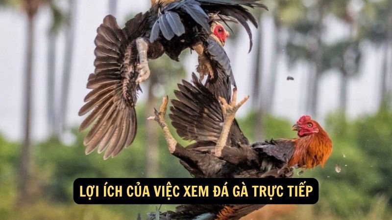 Lợi ích của việc xem đá gà trực tiếp