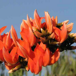 flower name in sanskrit chart
