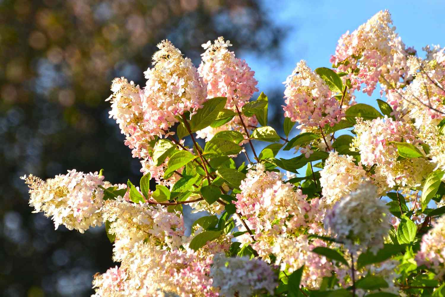 Hydrangea Tree