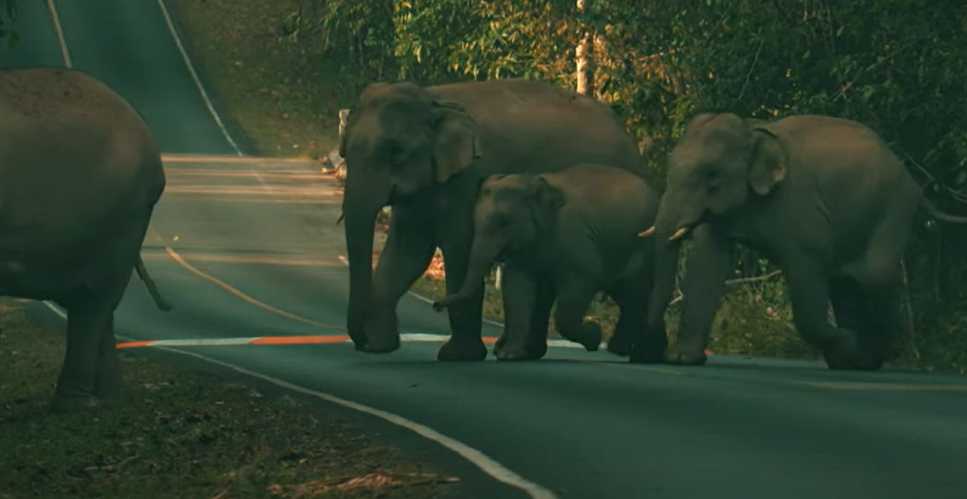 A group of elephants crossing a road

Description automatically generated