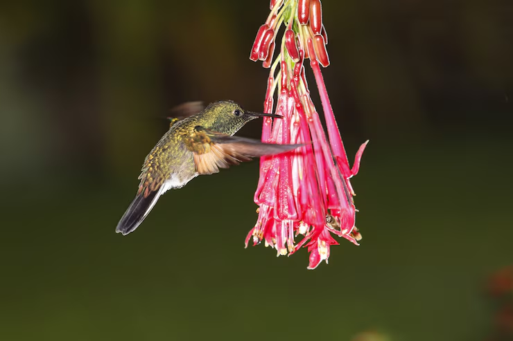 An aggressive humming bird poking into the pollen grains for nectar