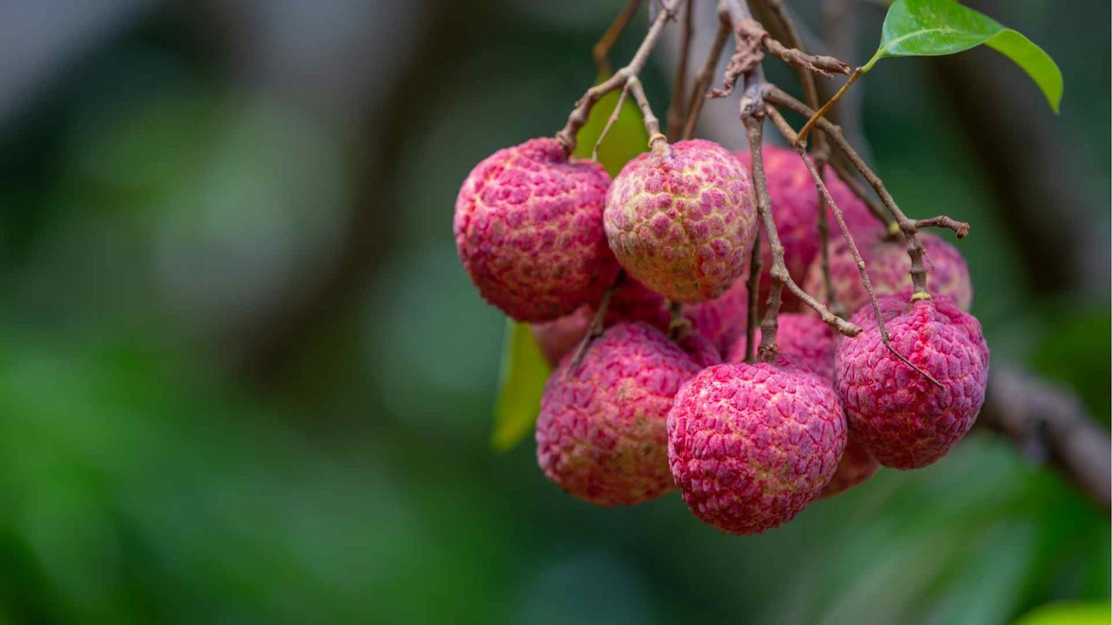 Top tips for growing luscious litchis in your backyard garden from Farmersrathna Agri-news